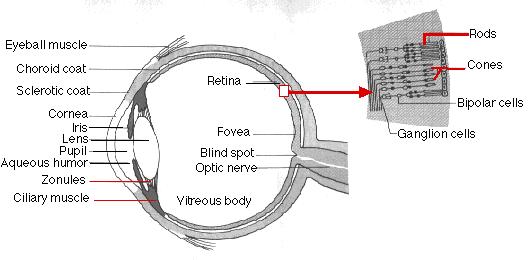 O olho humano retina bastonetes cones vermelho verde aul Espaço