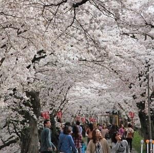 QUANDO: de 25 de março (qua) à 12 de abril (dom) L O C A L : nos arredores do Saikawa tsutsumi no