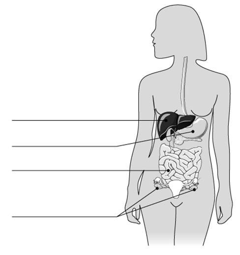 3º ANO RUBRICA: NOME: ESCOLA: DATA: INFORMAÇÃO: 1 Escreve o nome dos órgãos representados.