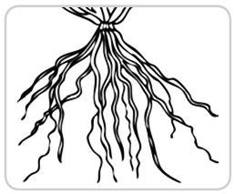 12 Legenda as imagens com os tipos de raiz: raiz aprumada, raiz tuberculosa, raiz fasciculada.