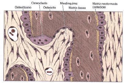 As áreas de reabsorção de tecido ósseo tem porções dilatadas dos osteoclastos colocadas em depressões da matriz escavada pela atividade dos osteoclasto e conhecidas como lacunas de Howship.