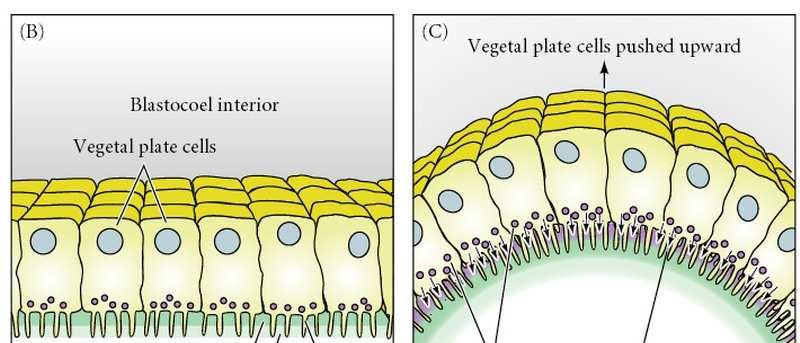 células da placa vegetal Distorção da