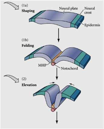 1. Indução da formação da PLACA NEURAL pelo Mesoderma (Mudança na forma