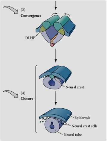 Associação da Placa Neural com a Notocorda subjacente; constrição apical nas