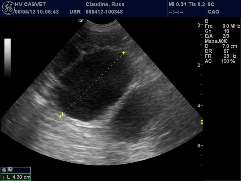 17 FIGURA 1. Imagem ultrassonográfica, de região abdominal de fêmea canina, demonstrando dilatação de cornos uterinos por conteúdo anecoico com presença de celularidade.