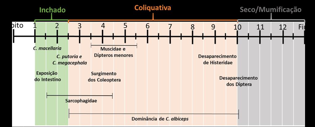 Figura 9: Dominância por dia de coleta, ao longo dos 13 dias de estudo, durante a estação seca, município de Macaíba 3.