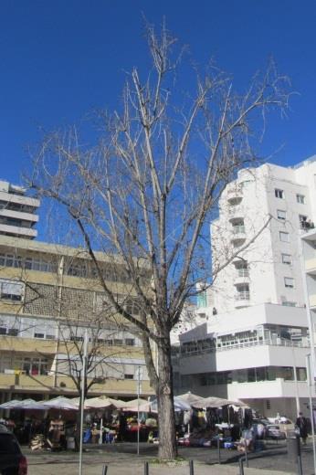 Exemplar nº1 Espécie: Populus canadensis DAP: 0,58 m Altura: 17,60 m Copa com ramos secos e pernadas