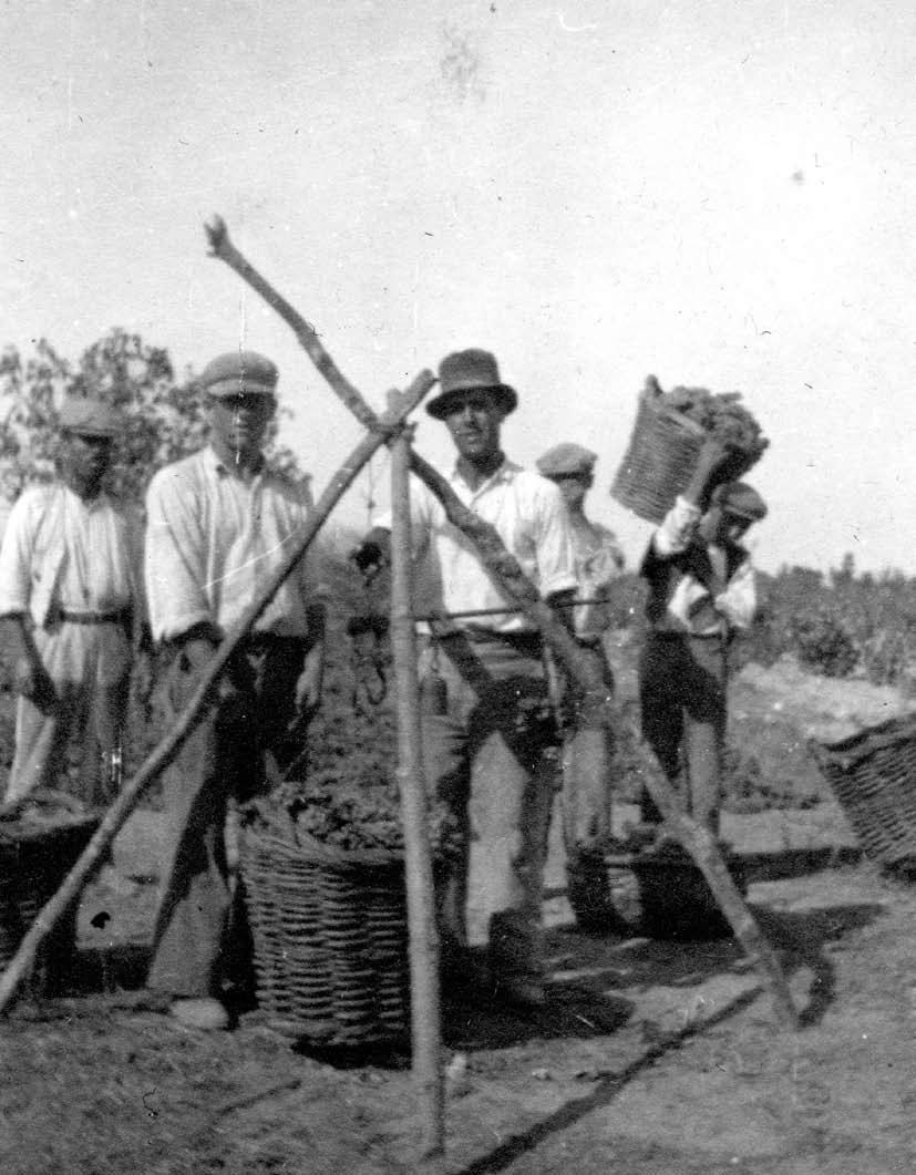 Pesando as uvas, Palmela, 1945.