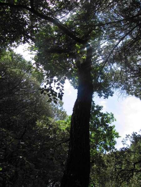 Cercais de Quercus faginea e