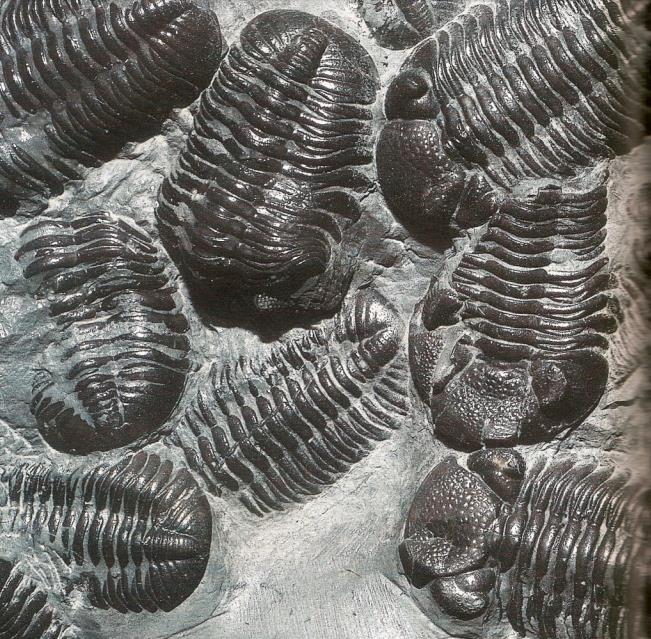 BIOLOGIA e HISTÓRIA Trilobitas preservados como fósseis