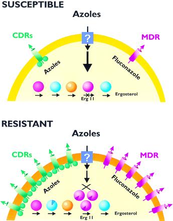 Mecanismos de Resistência a Azóis: White TC, Marr