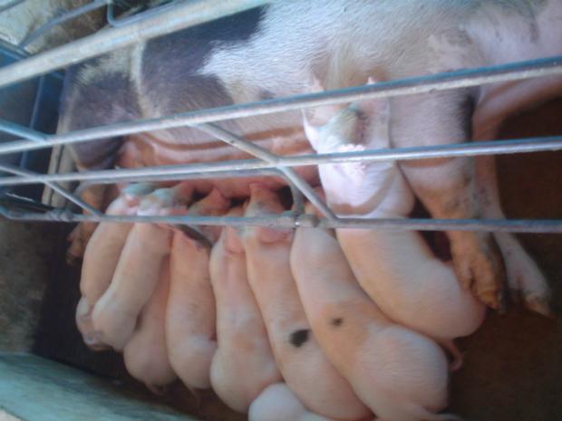 Porca criada na UPD de Itapeva amamenta leitões que foram fecundados por inseminação artificial.