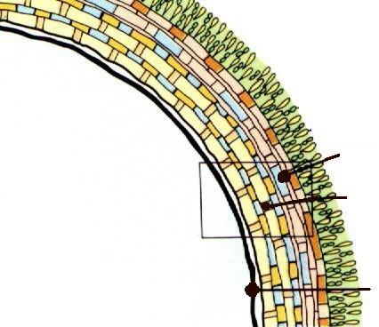 9 MÉTODO DE COLORAÇÃO DE ZIEHL-NEELSEN: