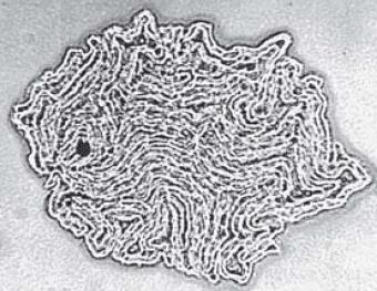 D-arabinose e D-galactose Citoplasma