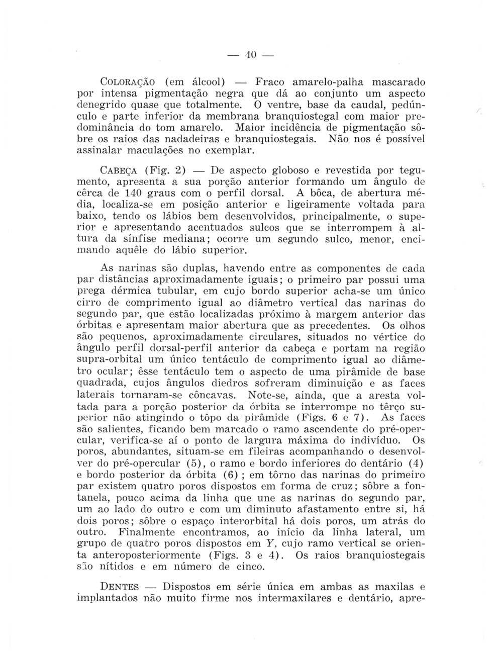 40 - COLORAÇÃO (em álcool) - Fraco amarelo-palha mascarado por intensa pigmentação negra que dá ao conjunto um aspecto denegrido quase que totalmente.