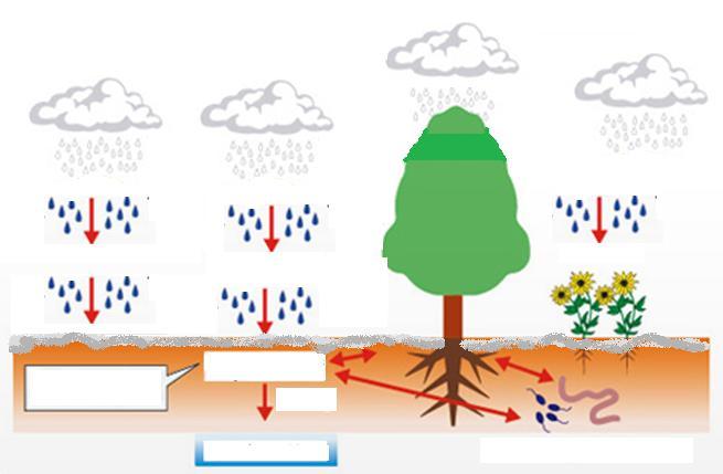 Para Plantas Contendo Elementos Tóxicos Cinzas