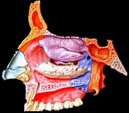 Cavidade Nasal Parede lateral Nasal Etmóide