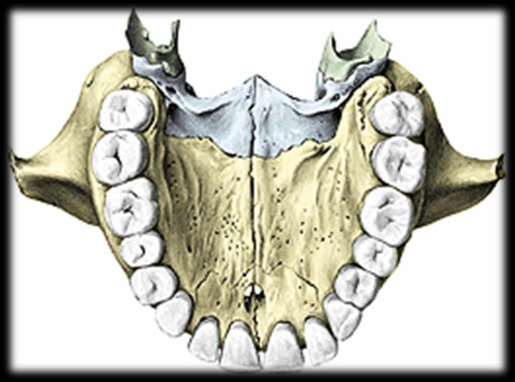 Cavidade oral 1 2 1-