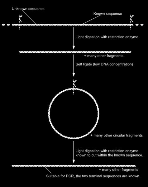 restrição; -Circularização do