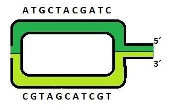 VECTORETTE É uma sequencia sintética de oligonucleotídeos