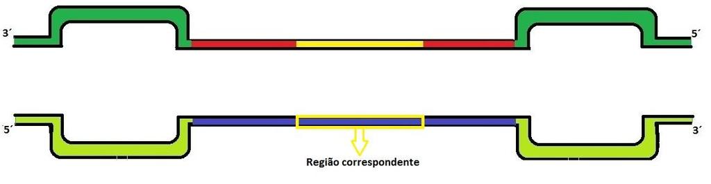 Digestão 4º -