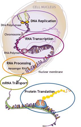 Alvo Dos Agentes Químicos DNA ou RNA Alvo: DNA e/ou RNA Ação: Ligar covalentemente, degradar.