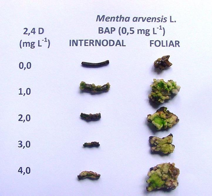 Figura 1: Calos provenientes de segmentos nodais e internodais de Mentha arvensis aos 30 dias de cultivo.