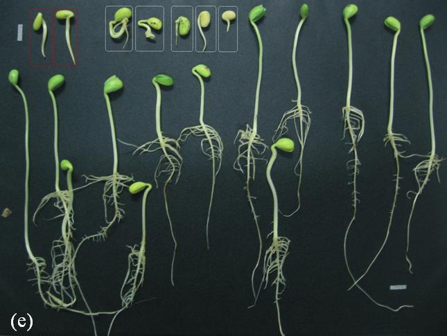 Por outro lado, plântulas da cultivar convencional, sensível ao glifosato, caracterizam-se pela ausência de raízes secundárias e, na maioria das vezes, nem sinal de sua emissão; sua raiz primária