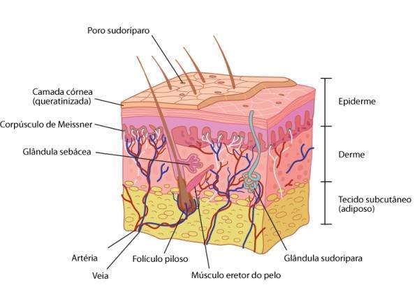 Palavra de origem inglesa que significa descamar ou esfoliar a pele de forma controlada.