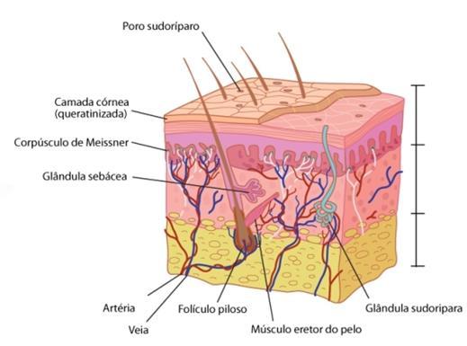 Estimulação da camada basal a fazer mitose