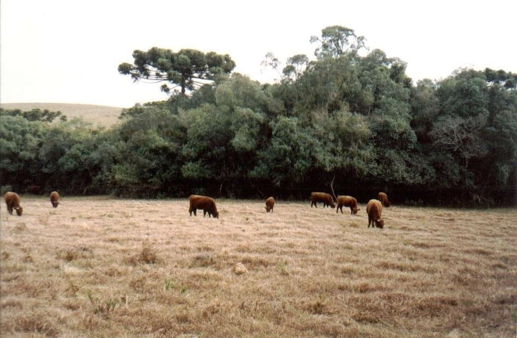 Pastejo de animais em campo nativo seco, durante o inverno, recebendo suplementação proteica na