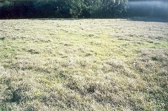 Campo nativo durante o inverno, mostrando áreas verdes e áreas cobertas com vegetação seca pela