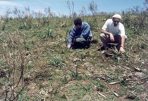 Condição da área queimada (vizinho do sítio do pinheirinho) dia 3/9/1998 e fotografada dia