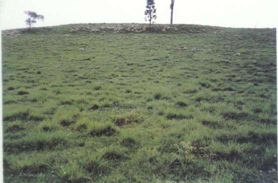 Campo nativo melhorado com introdução de trevo branco.