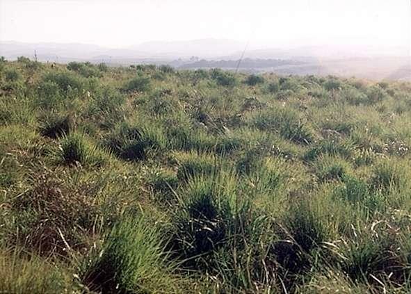 Sítio do Pinheirinho, março de 1998.