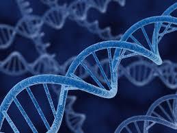 Comparação com Computação Evolutiva A Otimização por Enxame de Partículas é considerada como uma técnica de Inteligência de Enxame por trazer uma metáfora diferente da evolução das espécies; As