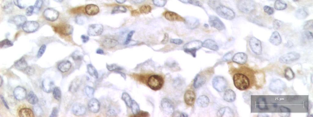 10; (A) Núcleos das células