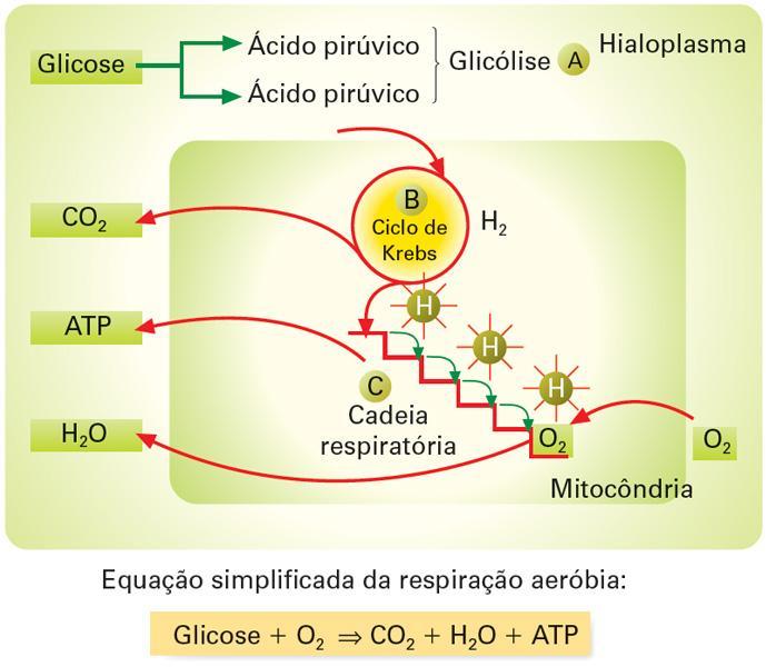 Respiração aeróbia Glicólise