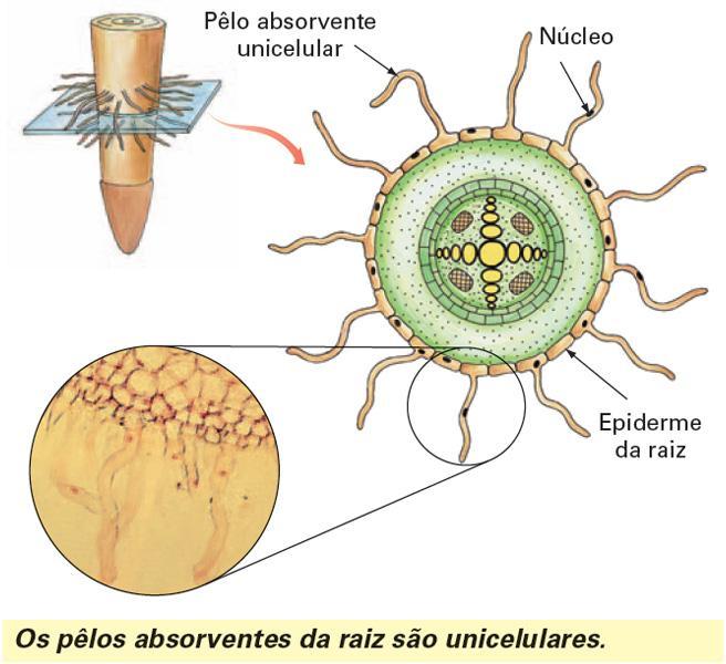 Epiderme Camada de células de contorno irregular Achatadas ao