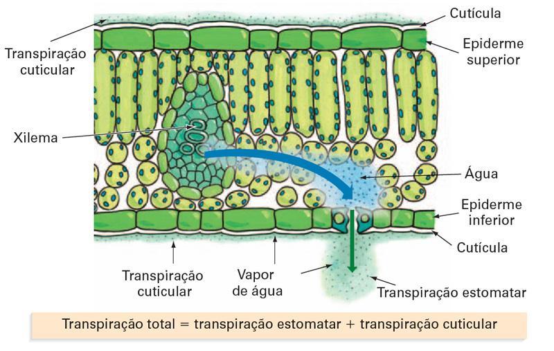 importante para o deslocamento da seiva do xilema Também