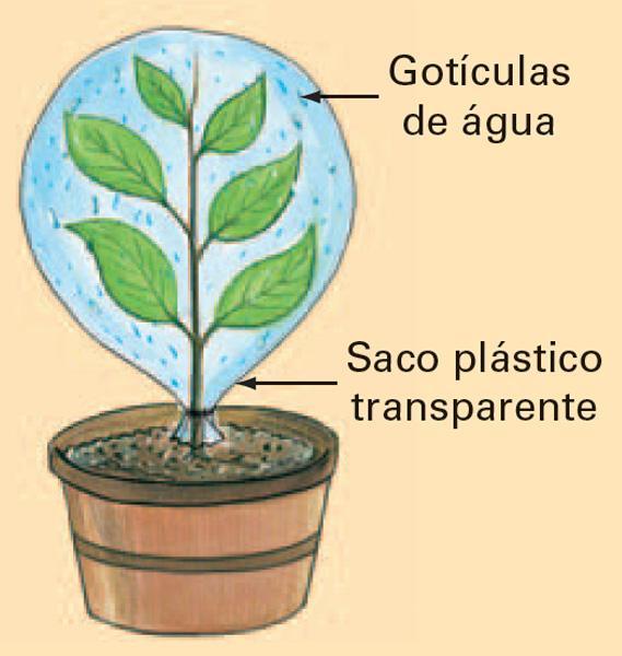 A) Verifica-se na parede interna do plástico, gotículas