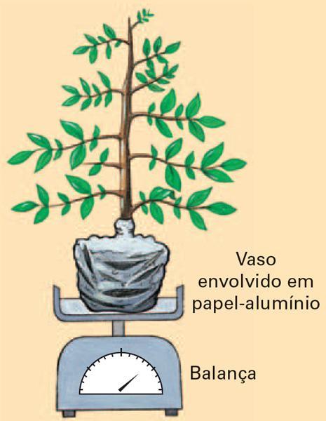 massa = transpiração C) Retira-se uma folha: Curva de