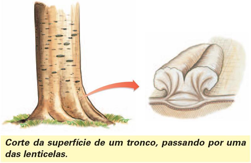 Lenticelas Lenticelas do súber são aberturas que facilitam a entrada e saída de gases nas