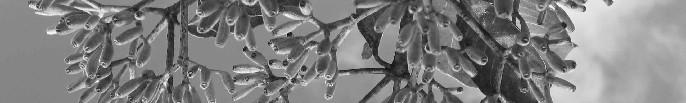 Apesar disso, apresenta rasgos de raios leves. O pau-mulato ainda possui resistência classificada como média para fungos e térmites (Chichingnoud et al.,1990).