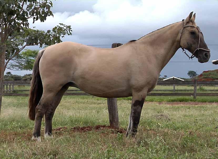 18 KATITA DO AMANHECER B159548 RP: 24 GATEADA FÊMEA 27/12/1998 DOM CARRASCO DO PURUNÃ AROEIRA DO AMANHECER JA CARTUCHO ACULEO VENENOSA HUIFQUENCO TIRILLENTO ABN SERAQUINHA SENDERO KALIFA