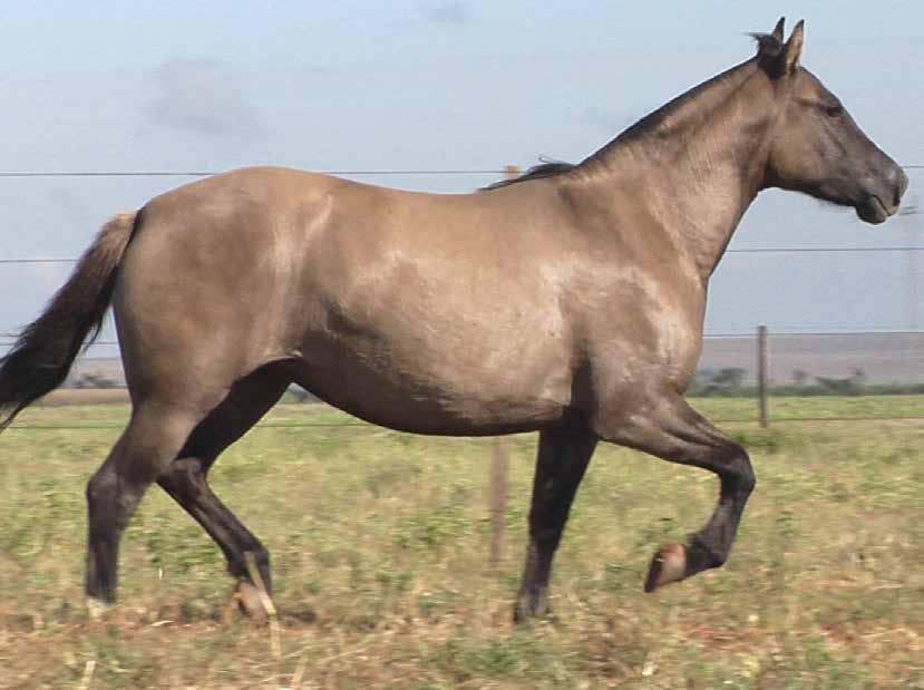 27 DINASTIA DO AMANHECER B506230 RP: 385 LOBUNA FÊMEA 03/10/2016 ASTERIX DO PURUNÃ QUERÊNCIA DO AMANHECER DEL OESTE MUTANTE HISTÉRICA DO PURUNÃ AS MALKE