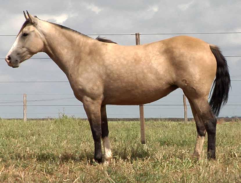 34 CORDILHEIRA DO AMANHECER B489871 RP: 380 BAIA FÊMEA 27/12/2015 RZ CONSENTIDO DA CARAPUÇA RAIA DO AMANHECER BT LAMBORGUINE CULLAIMA ALETA JANGADA DOS TRÊS