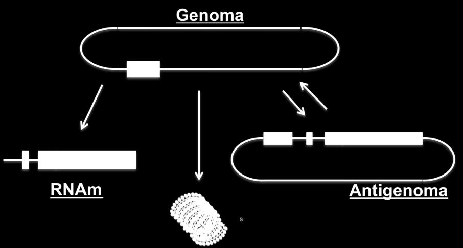 HDAg se associa a novos RNA genômico transcritos para formar novas ribonucleoproteínas. 7.