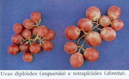 Poliploidização - resultado da união de dois gametas não-reduzidos: Evento importante em plantas -> quase metade das espécies de Angiospermas são poliplóides Um dos mecanismos de