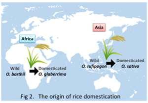 Oryza glaberrima -